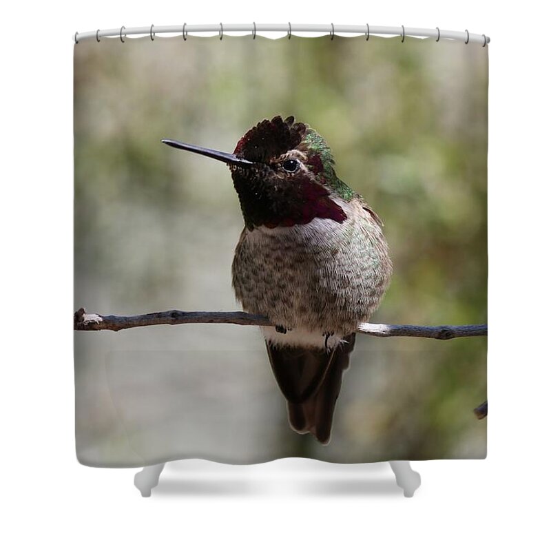 Hummingbird Shower Curtain featuring the photograph Hummingbird - 7 by Christy Pooschke