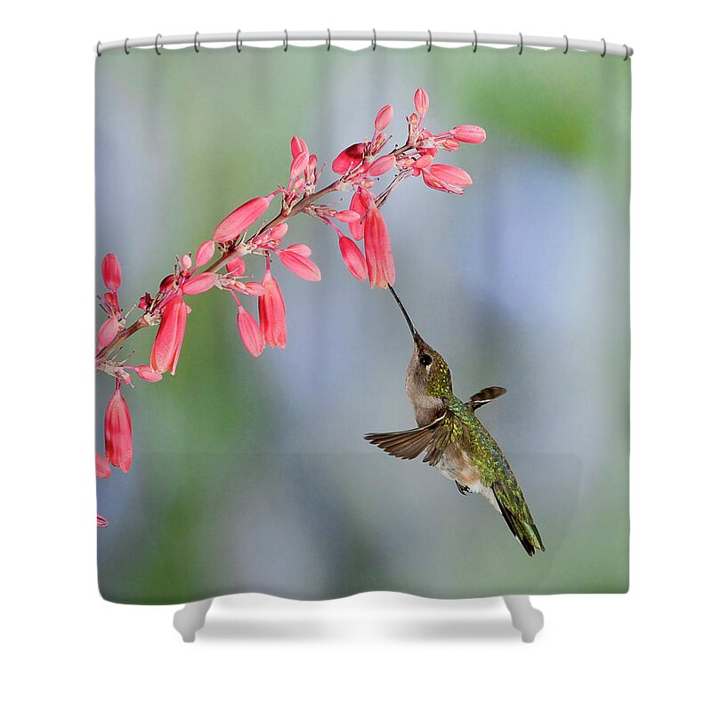 Hummingbird Shower Curtain featuring the photograph Hummingbird by Alan Toepfer