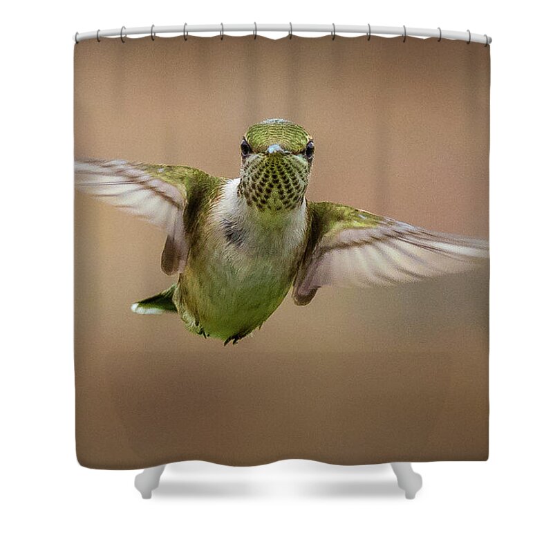 Hummingbird Shower Curtain featuring the photograph Hummingbird by Allin Sorenson