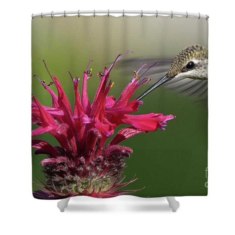 Hummingbird Shower Curtain featuring the photograph Hummingbird and Bee Balm by Robert E Alter Reflections of Infinity