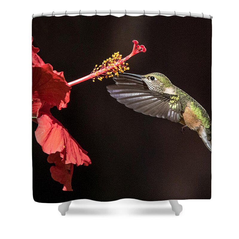 Animals Shower Curtain featuring the photograph Hummingbird and Hibiiscus by Dawn Key