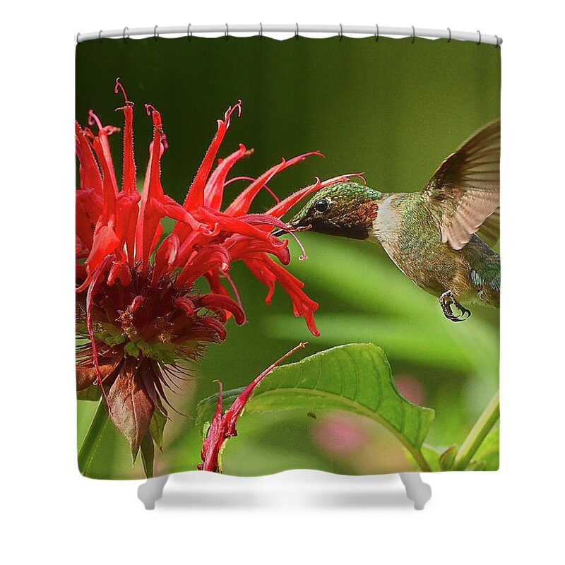 Hummingbird Shower Curtain featuring the photograph Hummingbird Delight by William Jobes
