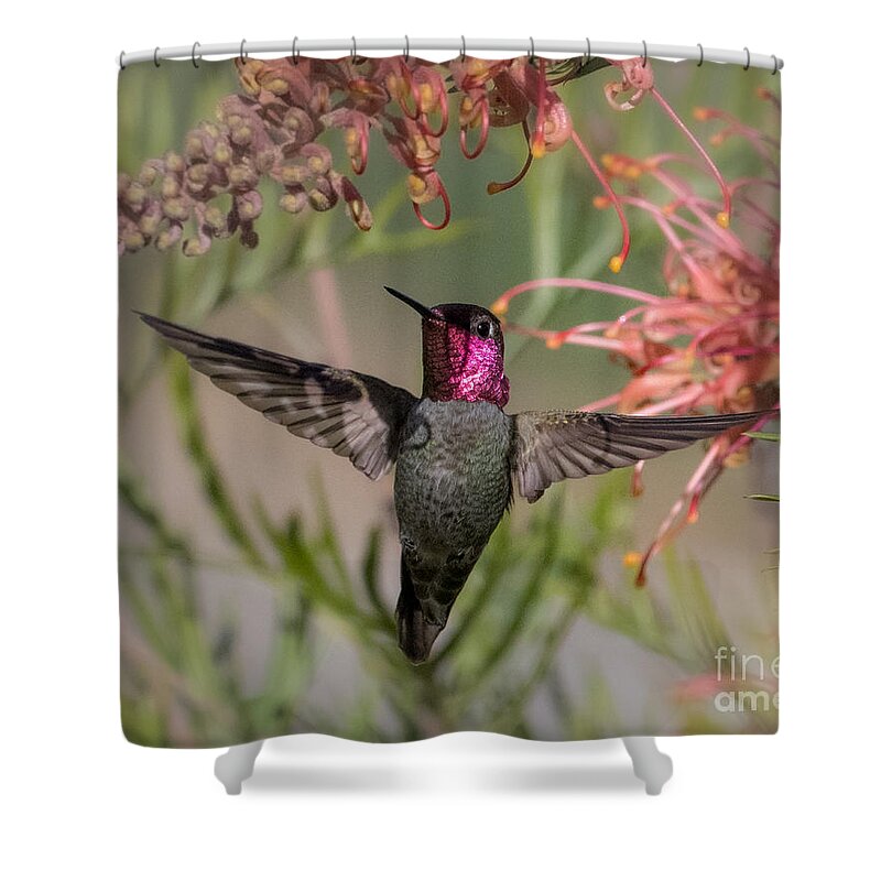 Hummingbird Shower Curtain featuring the photograph Hummingbird Flight by Lisa Manifold