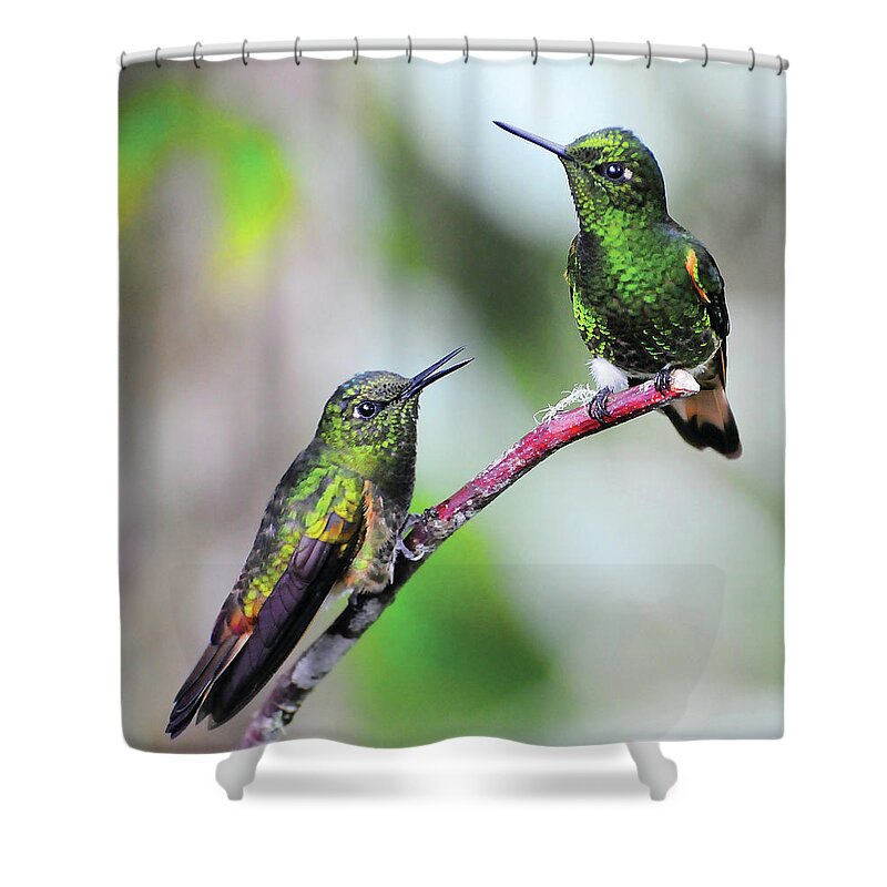Hummingbird Shower Curtain featuring the photograph Hummingbird Friends by Ted Keller