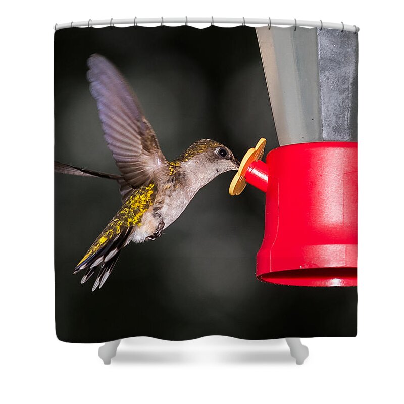Hummingbird Shower Curtain featuring the photograph Hummingbird Gets A Drink by Holden The Moment