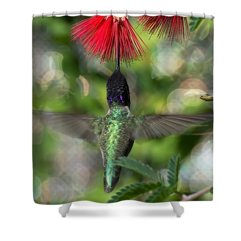 Flower Shower Curtain featuring the photograph Hummingbird In Flight #1 by Michael Moriarty