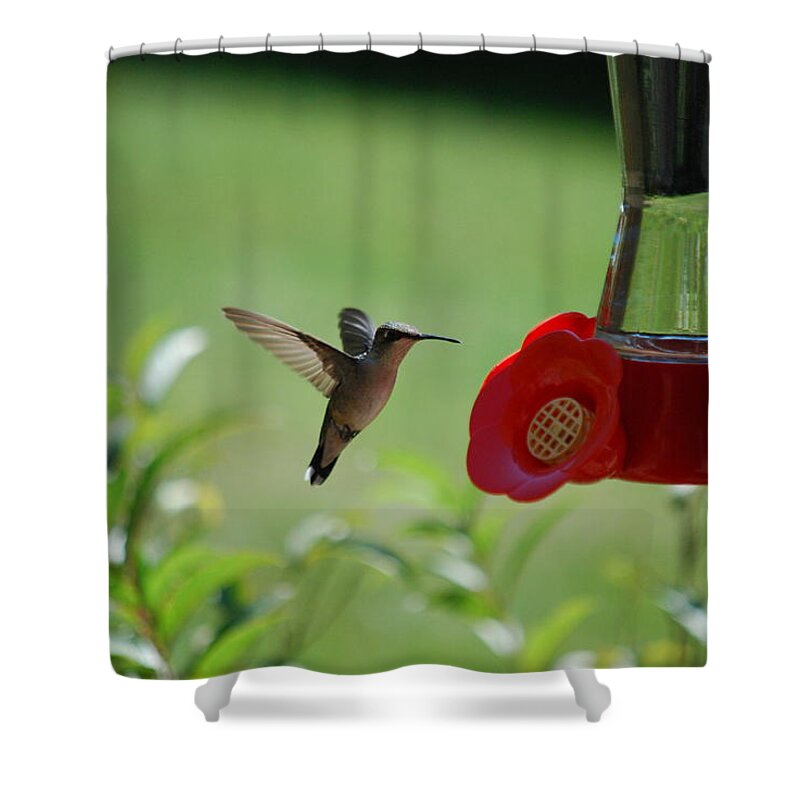 Hummingbird Shower Curtain featuring the photograph Hummingbird in Flight by Lori Tambakis