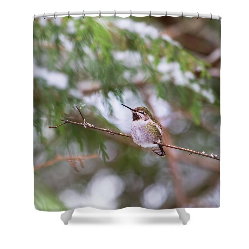 Hummingbird Shower Curtain featuring the photograph Hummingbird in Winter by Peggy Collins