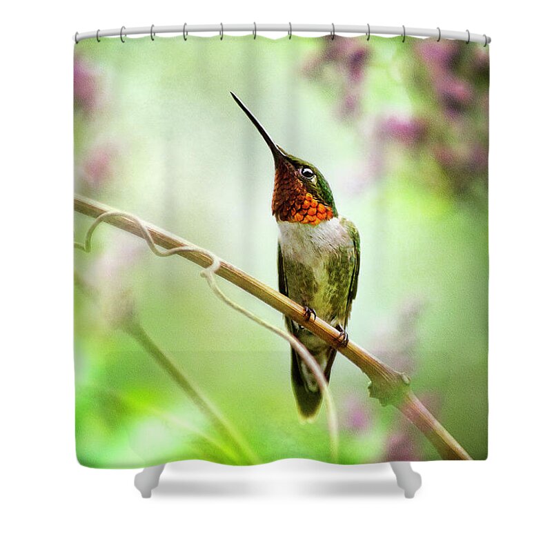 Hummingbird Shower Curtain featuring the mixed media Hummingbird Looking for Love by Christina Rollo