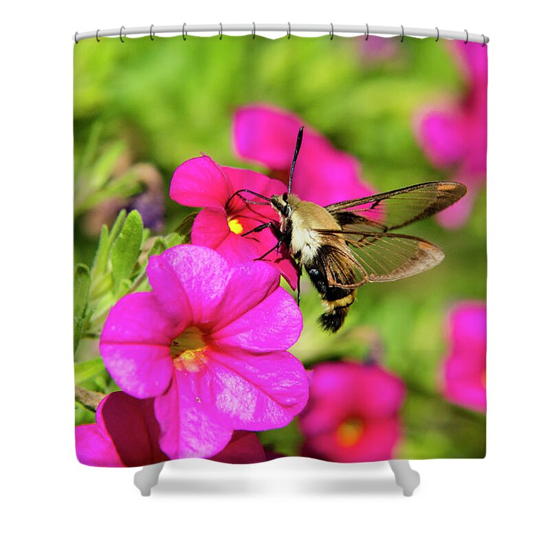 Hummingbird Moth Shower Curtain featuring the photograph Hummingbird Moth by Christina Rollo