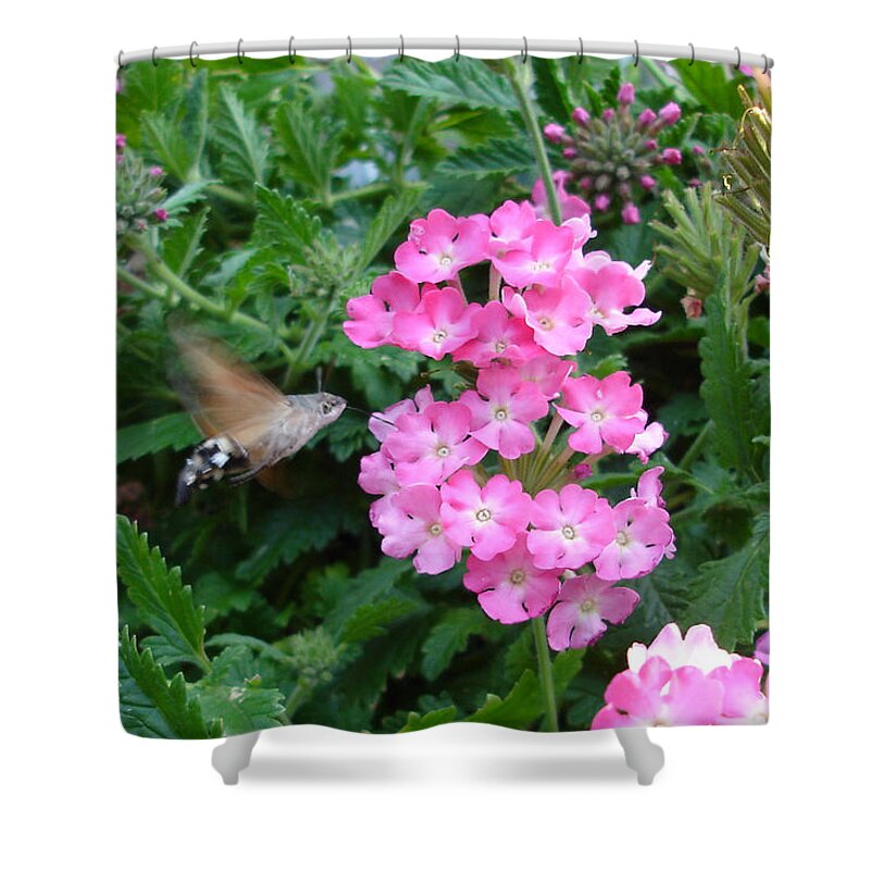 Flower Shower Curtain featuring the photograph Hummingbird Moth On Pink Verbena by Susan Baker