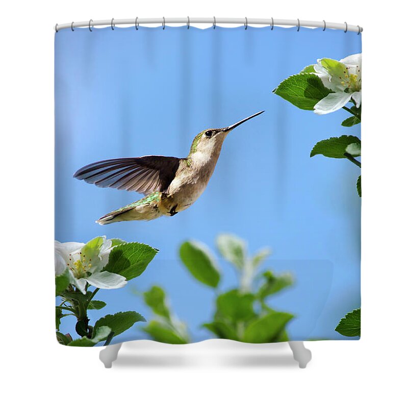 Birds Shower Curtain featuring the photograph Hummingbird Springtime by Christina Rollo