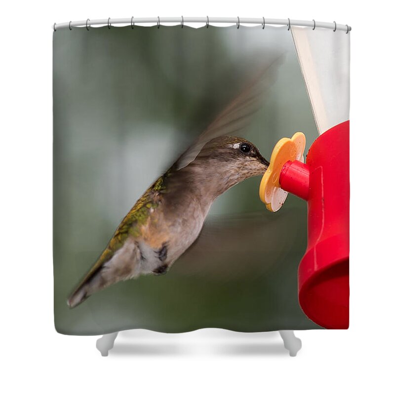Hummingbird Shower Curtain featuring the photograph Hummingbird Takes A Long Drink by Holden The Moment