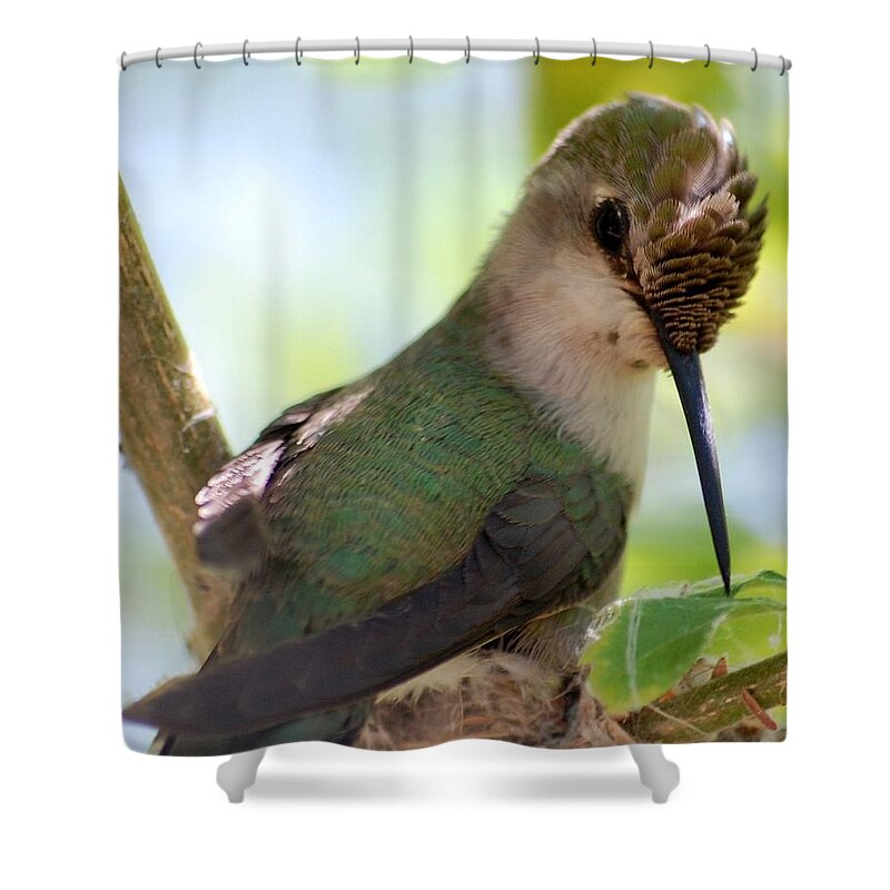 Hummingbird Shower Curtain featuring the photograph Hummingbird with small nest by Amy Fose