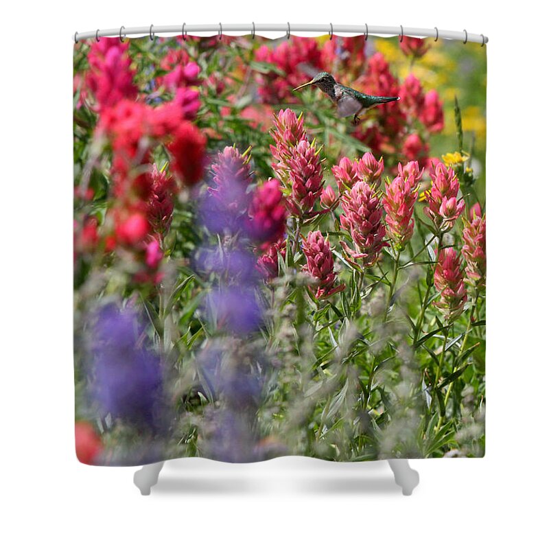 Wildflower Shower Curtain featuring the photograph Hummingbird with Wildflowers by Brett Pelletier