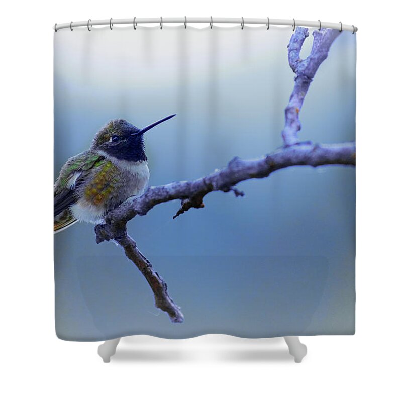 Hummingbird Shower Curtain featuring the photograph Hummingbird11 by Loni Collins