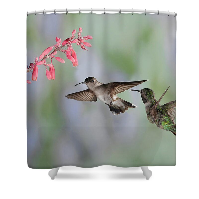 Hummingbirds Shower Curtain featuring the photograph Hummingbirds by Alan Toepfer