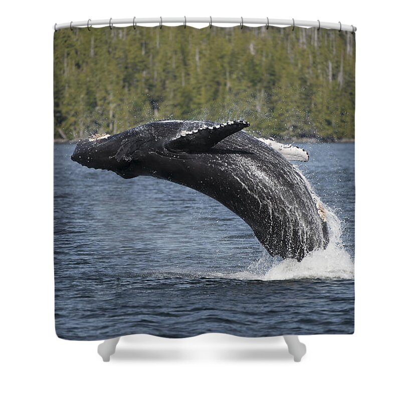Whale Shower Curtain featuring the photograph Humpback Breach by Bill Cubitt