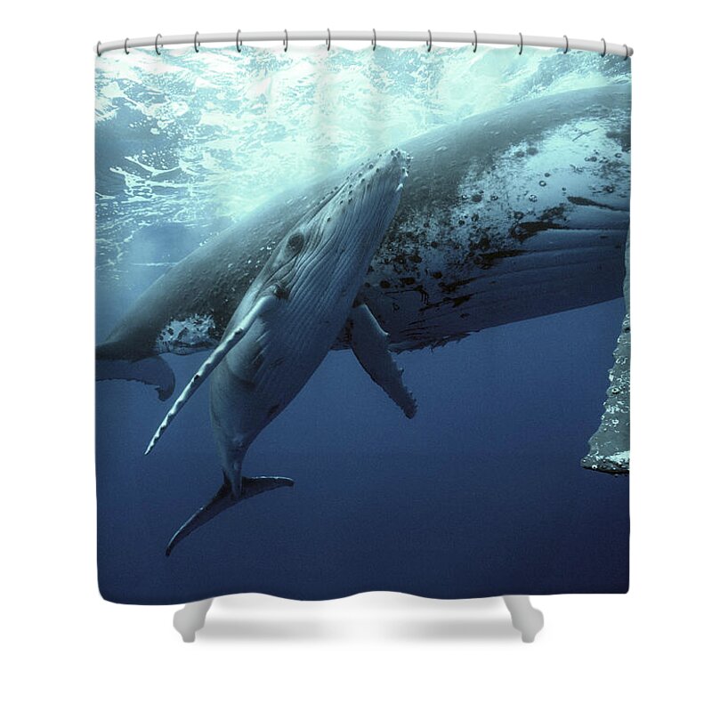 00700233 Shower Curtain featuring the photograph Humpback Whale and Calf by Mike Parry