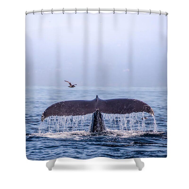 Whale Shower Curtain featuring the photograph Humpback Whale Flukes by Janis Knight