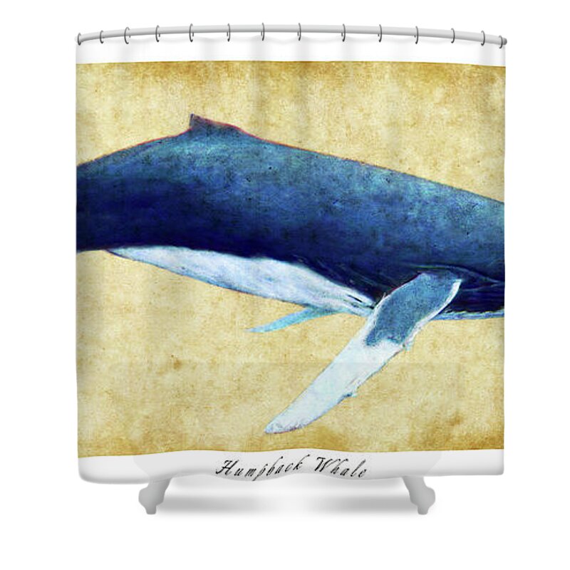 Humpback Shower Curtain featuring the photograph Humpback Whale painting - framed by Weston Westmoreland