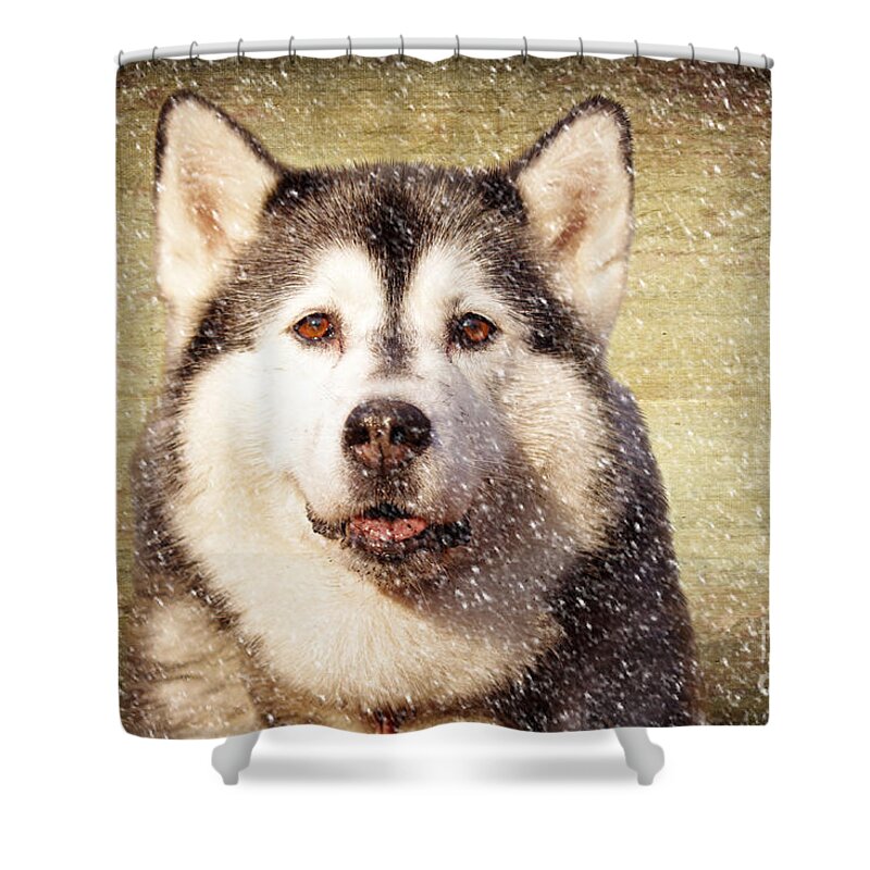 Husky Shower Curtain featuring the photograph Husky by Smart Aviation