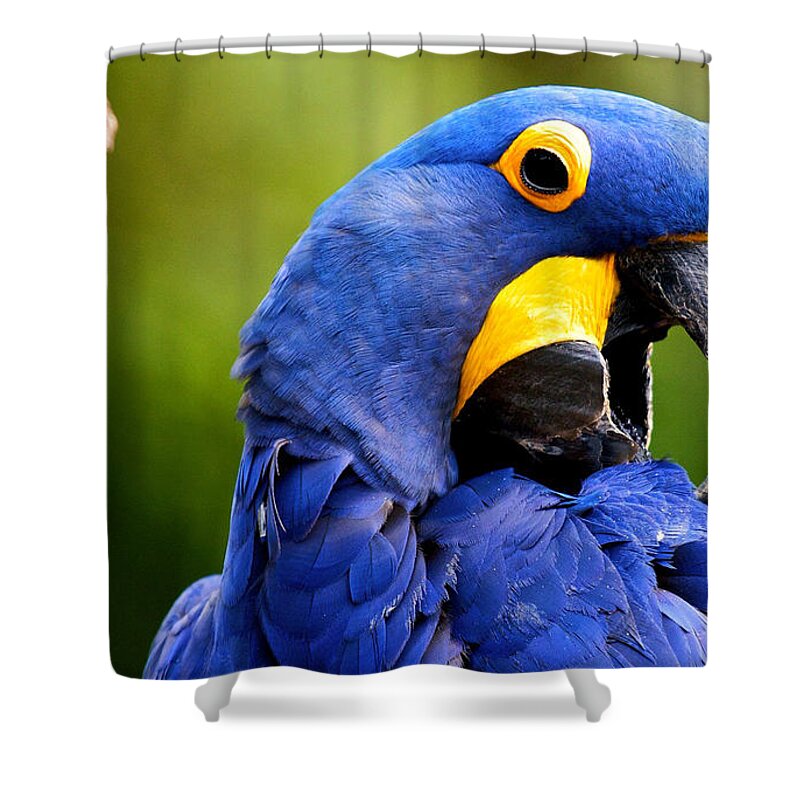 Hyacinth Macaw Shower Curtain featuring the photograph Hyacinth Macaw by Jackie Russo