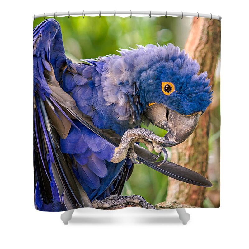 Hyacinth Macaw Shower Curtain featuring the photograph Hyacinth Macaw by Rob Sellers