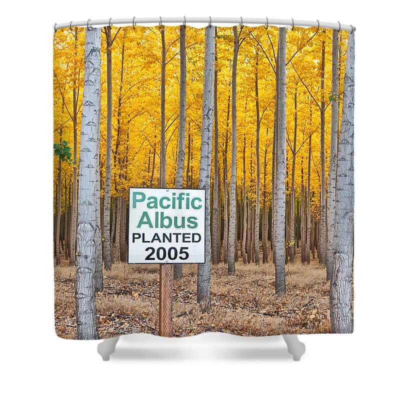 Poplar Shower Curtain featuring the photograph Hybrid Poplar Plantation by Inga Spence