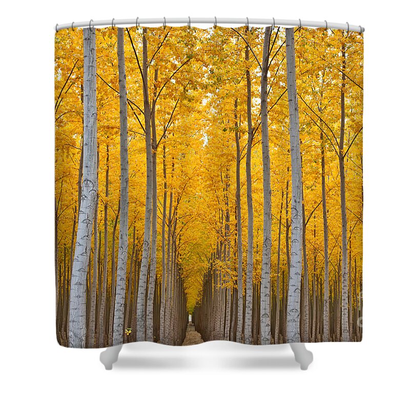 Poplar Shower Curtain featuring the photograph Hybrid Poplar Plantation, Oregon by Inga Spence