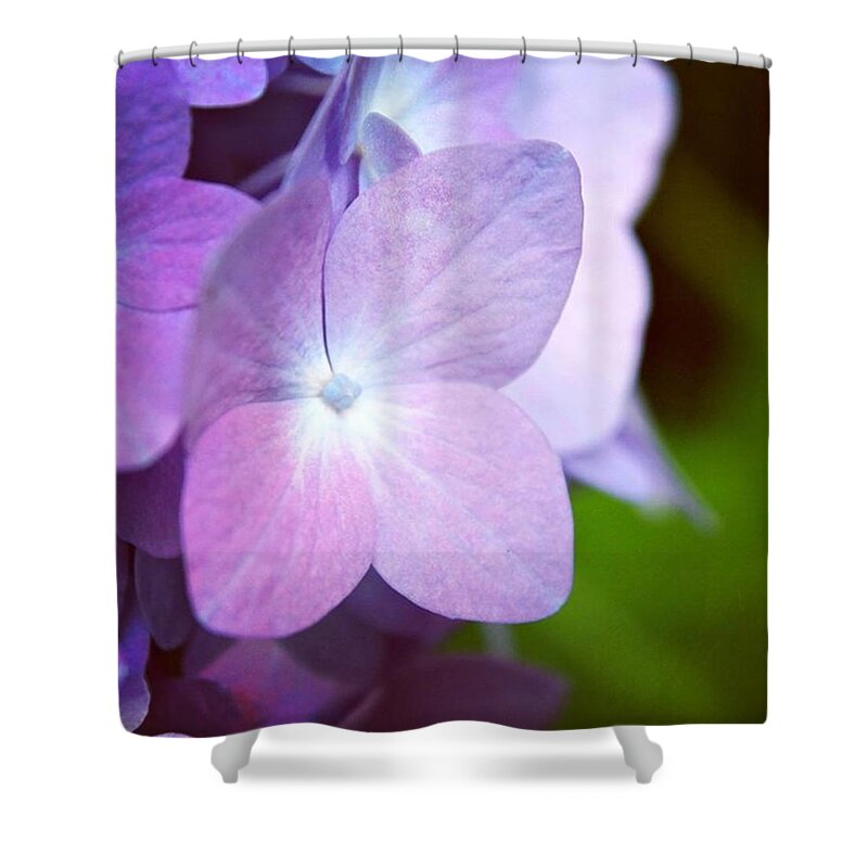 Hydrangea Shower Curtain featuring the photograph Hydrangea A by Justin Connor
