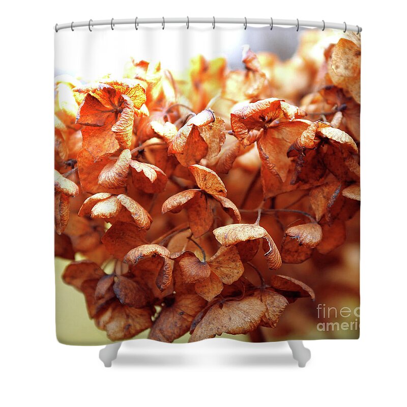Hydrangea Shower Curtain featuring the photograph Hydrangea In Sunlight by Wilhelm Hufnagl