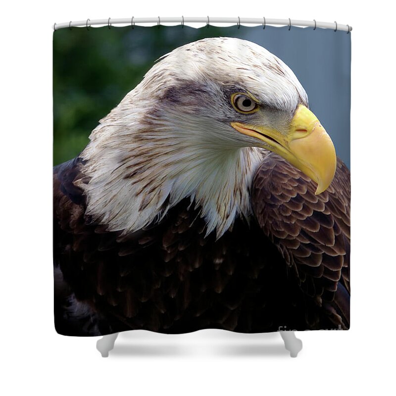 American Shower Curtain featuring the photograph Lethal Weapon by Stephen Melia