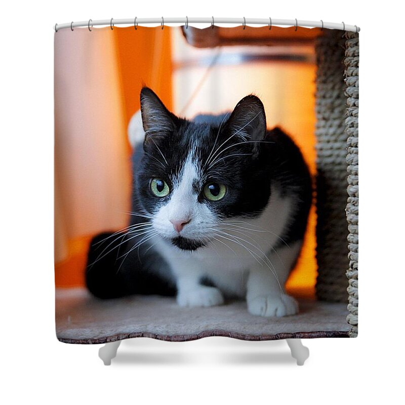 Cat Shower Curtain featuring the photograph Focused by Kip Andkees