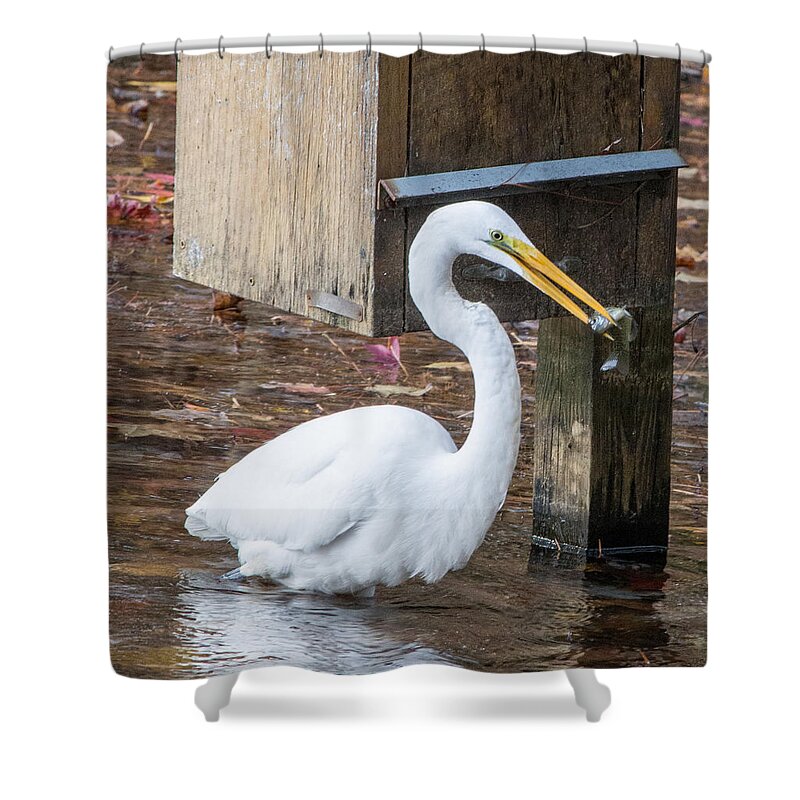 Bird Shower Curtain featuring the photograph I Caught One by Robert Anastasi