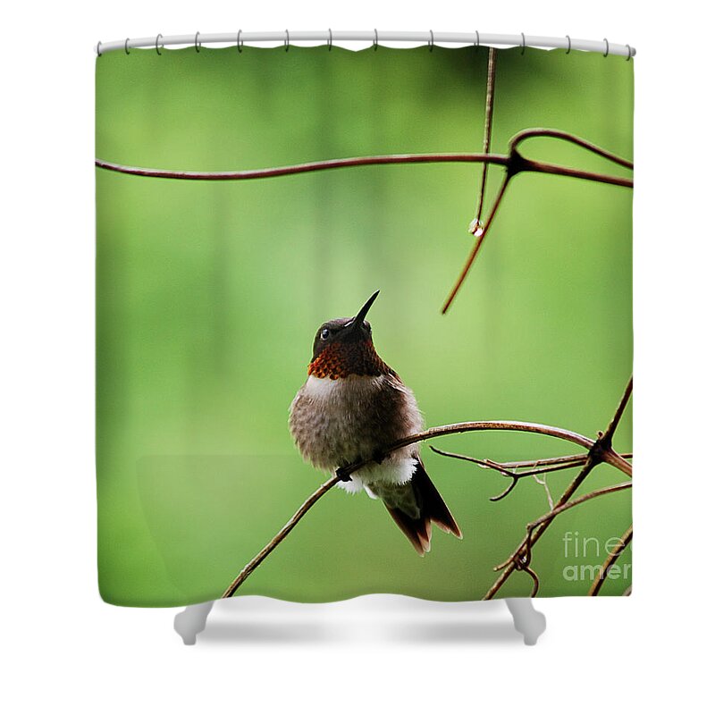 West Virginia Birds Shower Curtain featuring the photograph I Need A Drink by Randy Bodkins
