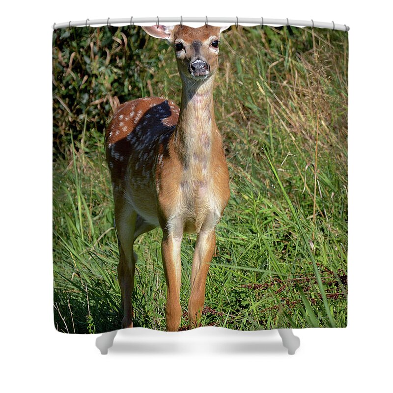 Deer Shower Curtain featuring the photograph I See You by Amy Porter