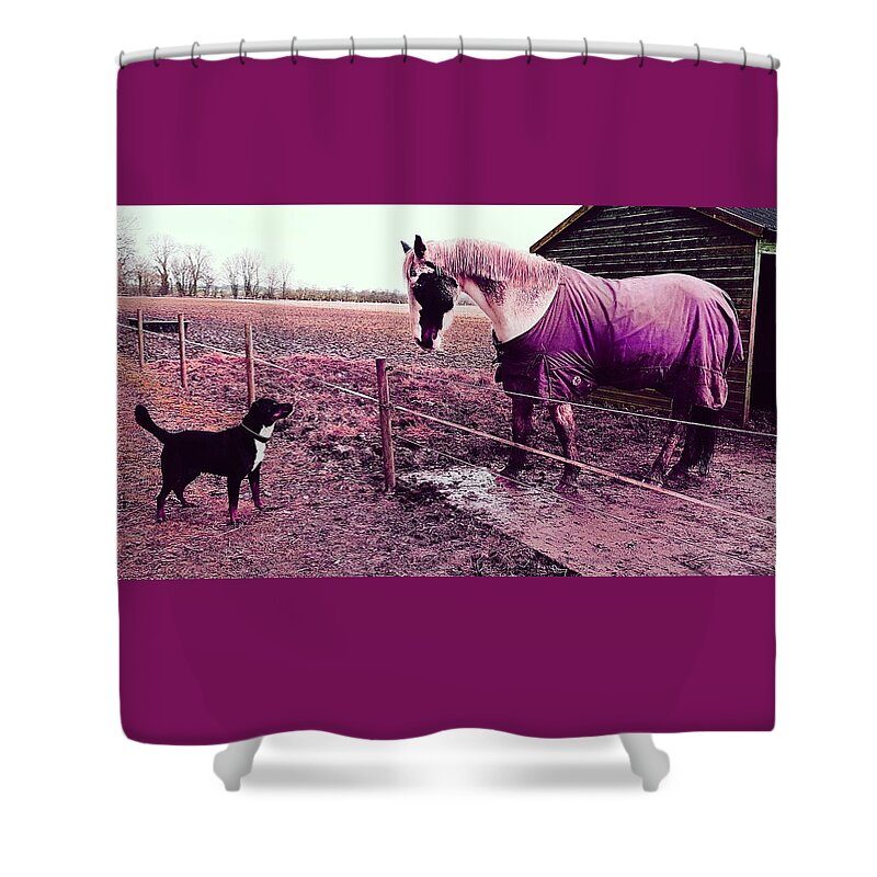 Dog Shower Curtain featuring the photograph I See You In Twilight Pink by Rowena Tutty