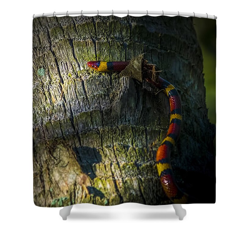Coral Snake Shower Curtains