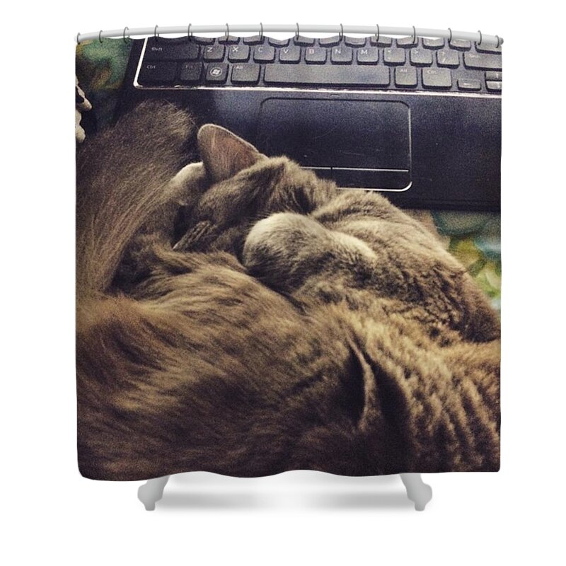 Catnap Shower Curtain featuring the photograph Study Cat by Lily Foist