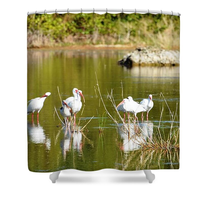 Rock Shower Curtain featuring the photograph Ibis Pool Party by Lisa Kilby