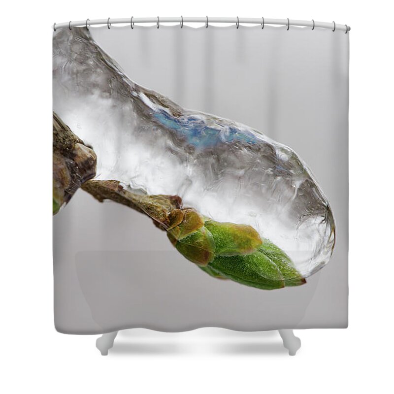 Awakening Shower Curtain featuring the photograph Ice Storm buds by Jakub Sisak