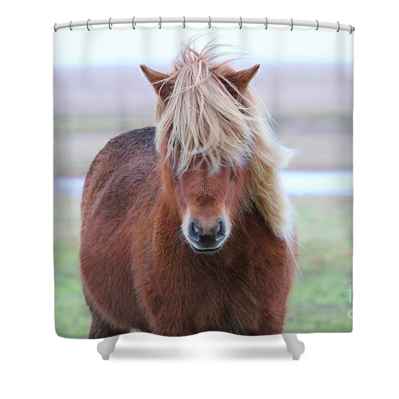 Icelandic Horse Shower Curtain featuring the photograph Icelandic Horse 7137 by Jack Schultz