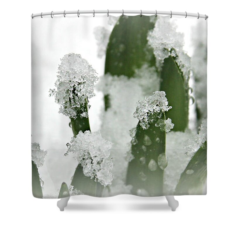 Purple Shower Curtain featuring the photograph Icy Hyacinths by KATIE Vigil