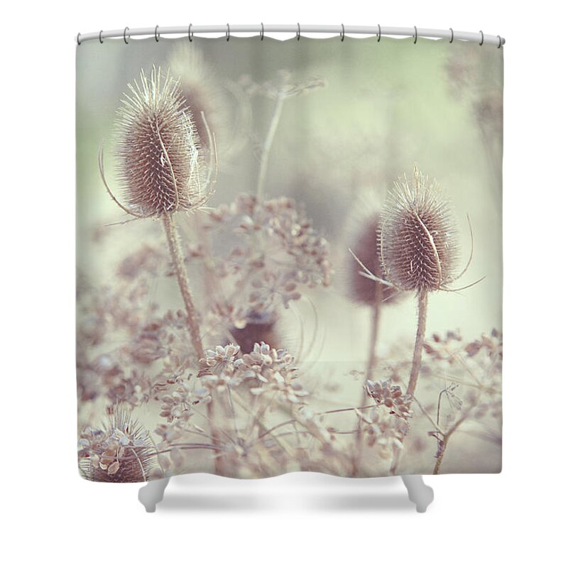 Grass Shower Curtain featuring the photograph Icy Morning. Wild Grass by Jenny Rainbow