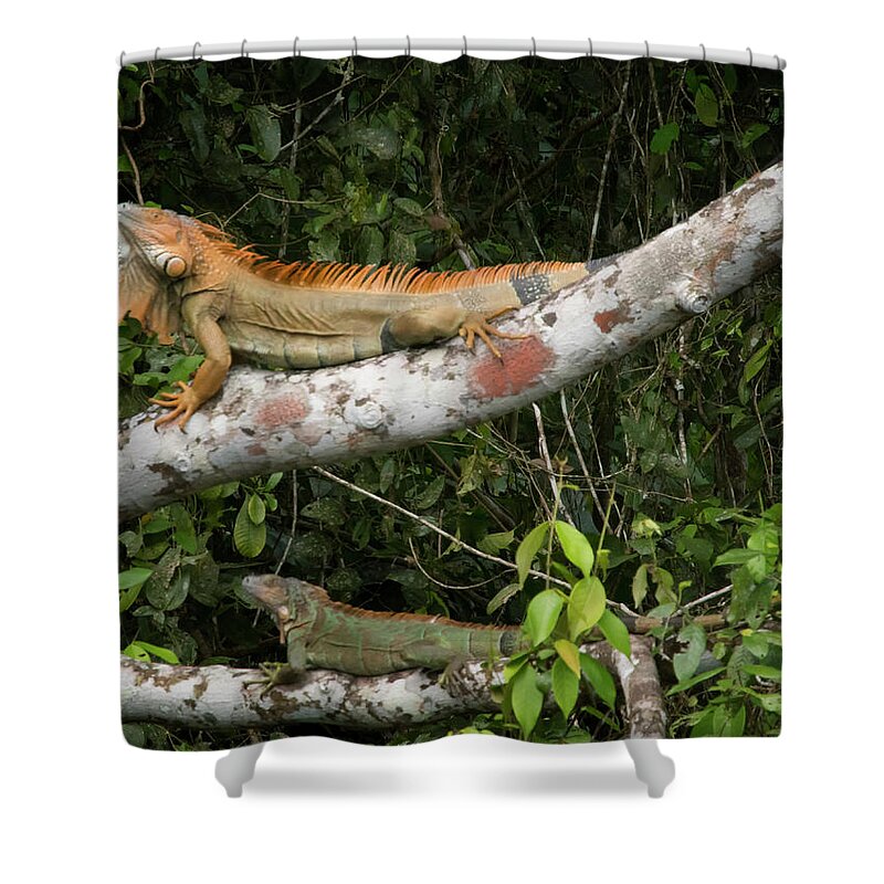 Iguana Shower Curtain featuring the photograph Iguana Pair by Jessica Levant