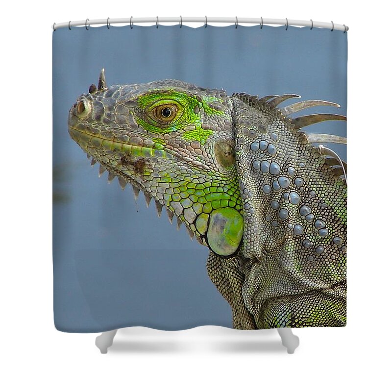 Iguana Shower Curtain featuring the photograph Iguana Portrait by Carl Moore