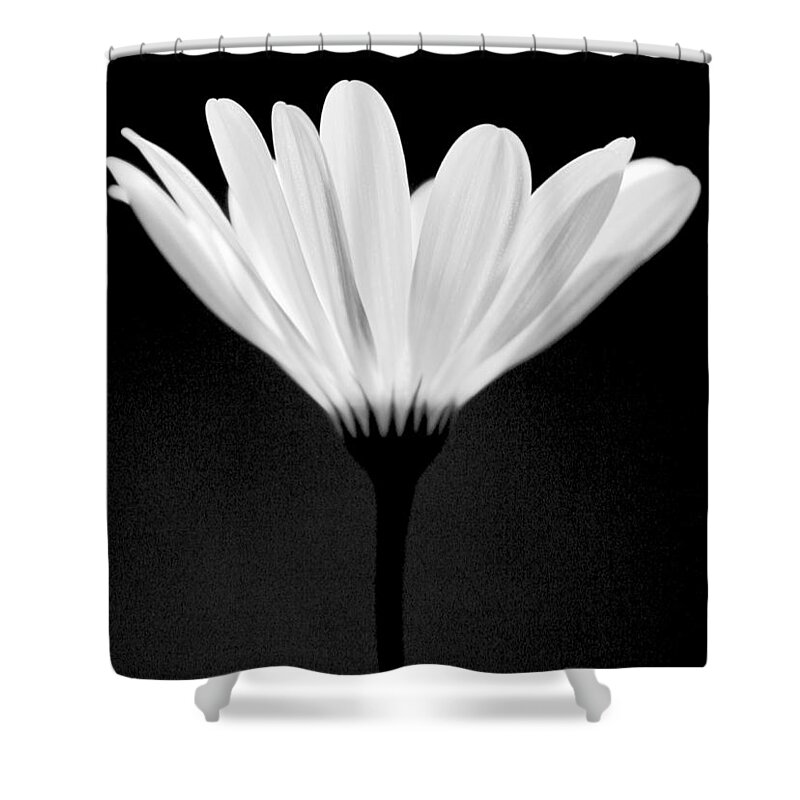 Flower Shower Curtain featuring the photograph Illuminated Lady by Julie Lueders 