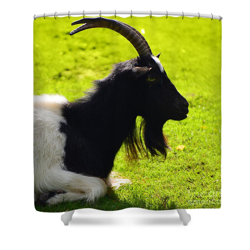 Im Billy Too Shower Curtain featuring the photograph Im Billy too by Paul Davenport