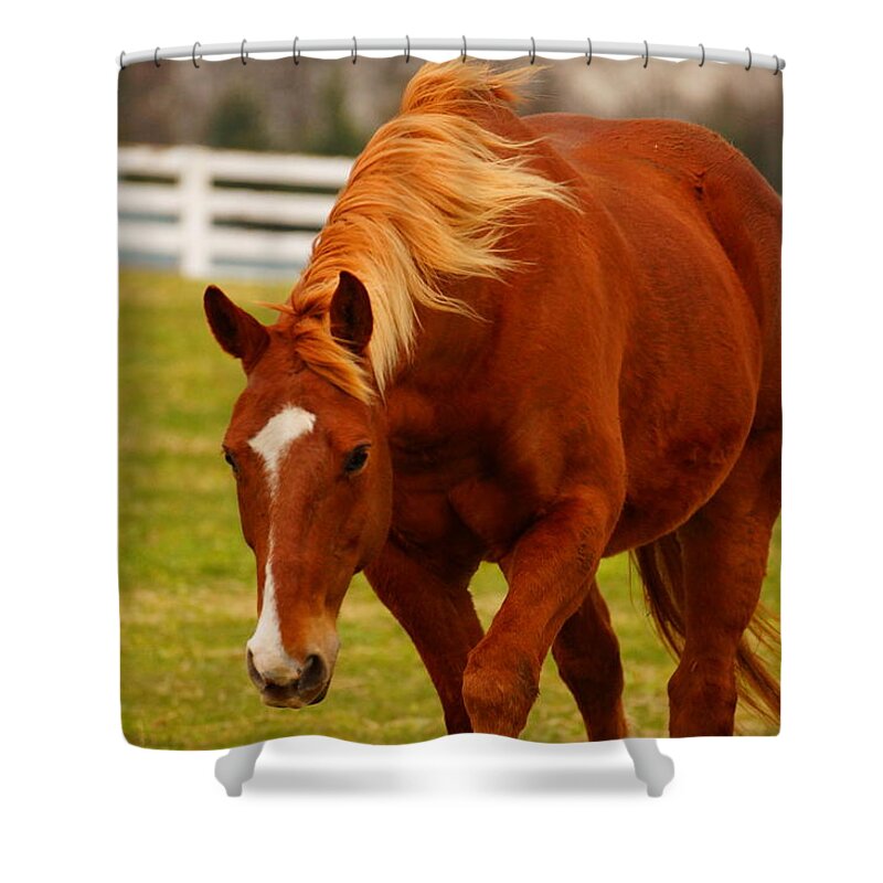 Horse Shower Curtain featuring the photograph I'm Coming by Beth Collins